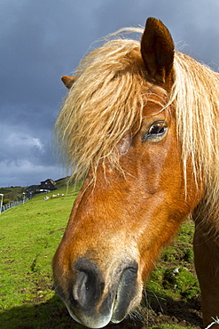 Icelandic horses on Heimaey Island, Iceland