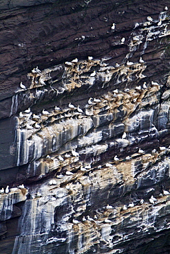 Northern gannet (Morus bassanas) on the wing at the cliffs of Noss in the Shetland Islands, Scotland, North Atlantic Ocean