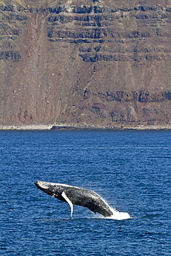 Adult humpback whale (Megaptera novaeangliae) breaching  in the fjord of Isfjardardjup, Iceland