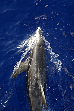 Adult rough-toothed dolphin (Steno bredanensis) bow riding the National Geographic Endeavour near Ascension Island. South Atlantic Ocean.