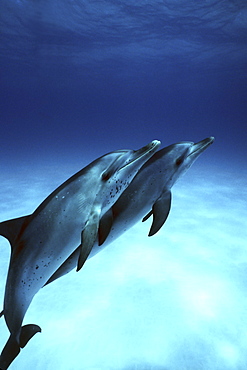 Atlantic Spotted Dolphin (Stenella frontalis) calves underwater on the Little Bahama Banks, Grand Bahama Island, Bahamas.
(Resolution Restricted - pls contact us)