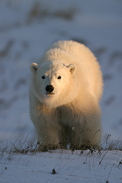 Polar Bear COY (Cub of Year), Ursus maritimus, at sunrise coming into the light near Churchill, northern Manitoba, Hudson Bay, Canada