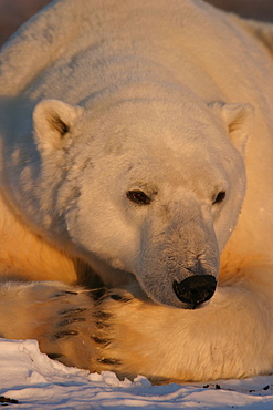 Adult male Polar Bear, Ursus maritimus, close-up near Churchill, northern Manitoba, Hudson Bay, Canada