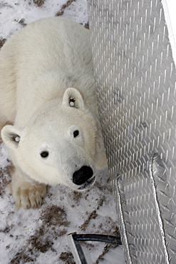 Curious Polar Bear (Ursus maritimus) inspects the photographer near Churchill, Manitoba, Canada.