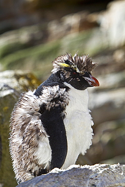 Adult southern rockhopper penguin (Eudyptes chrysocome chrysocome) at breeding and molting colony on New Island in the Falkland Islands, South Atlantic Ocean