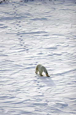 Adult Polar Bear (Ursus maritimus) following in tracks on open tundra outside Churchill, Manitoba, Canada.