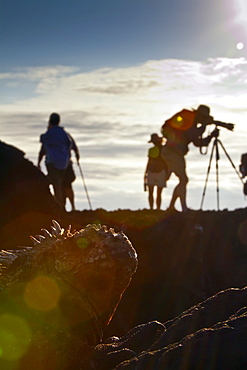 The endemic Galapagos marine iguana (Amblyrhynchus cristatus) in the Galapagos Island Archipelago, Ecuador