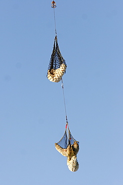 Three Polar Bears (Ursus maritimus - a mother and two cubs) being transported by helicopter near Churchill, Manitoba, Canada.