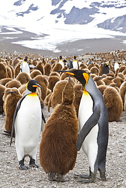 Adult king penguin (Aptenodytes patagonicus) in the act of feeding chick on South Georgia Island, Southern Ocean.