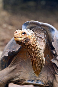 Captive Galapagos giant tortoise (Geochelone elephantopus) being fed at the Charles Darwin Research Station on Santa Cruz Island in the Galapagos Island Archipelago, Ecuador