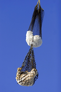 Polar Bears (Ursus maritimus) being transferred via helicopter from the "Bear Jail" outside Churchill, Manitoba, Canada.