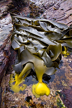 Patterns in the kelp at low tide on New Island in the Falkland Islands, South Atlantic Ocean. MORE INFO Kelps are large seaweeds belonging to the brown algae (Phaeophyceae) in the order Laminariales. 