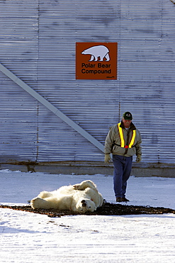 Adult Polar Bear (Ursus maritimus) preparing to be transferred via helicopter from the "Bear Jail" outside Churchill, Manitoba, Canada.