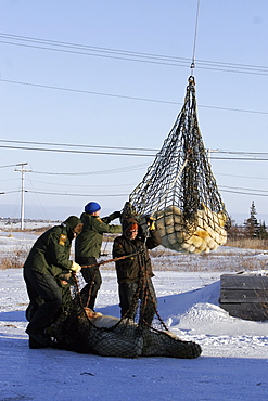 Adult Polar Bears (Ursus maritimus) preparing to be transferred via helicopter from the "Bear Jail" outside Churchill, Manitoba, Canada.