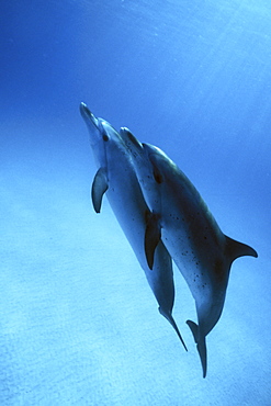 Atlantic Spotted Dolphin pair (Stenella frontalis) underwater on the Little Bahama Banks, Grand Bahama Island, Bahamas.
(Resolution Restricted - pls contact us)