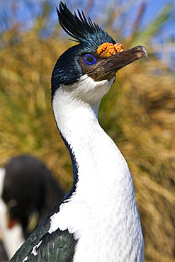 Adult Imperial Shag (Phalacrocorax (atriceps) atriceps) exhibiting intense breeding plumage on New Island, Falkland Islands, South Atlantic Ocean