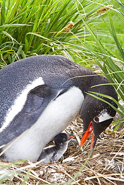 Adult gentoo penguin (Pygoscelis papua) feeding minutes-old newly hatched chick at Gold Harbor on South Georgia, Southern Ocean