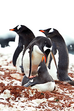 Gentoo penguin (Pygoscelis papua) mating behavior at Jougla Point on Wiencke Island, Antarctica, Southern Ocean