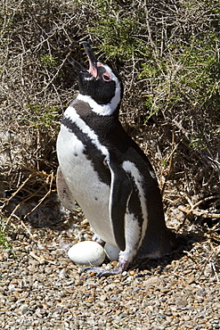 Magellanic penguins (Spheniscus magellanicus) at a breeding and molting site in Estancia San Lorenzo on Peninsula Valdez, Patagonia, Argentina, South Atlantic