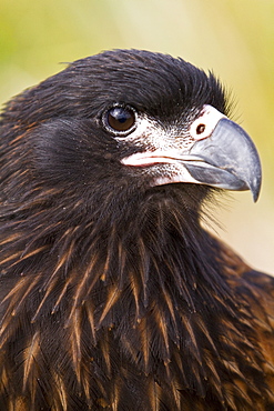 Striated caracara (Phalcoboenus australis) on Carcass Island in the Falkland Islands, South Atlantic Ocean