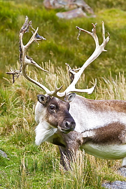 An adult bull reindeer (Rangifer tarandus) near the abandoned whaling station in Stromness Bay, South Georgia