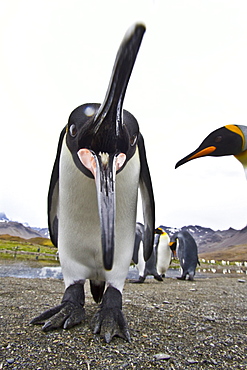 Curious king penguin (Aptenodytes patagonicus) breeding and nesting colony at St. Andrews Bay on South Georgia, Southern Ocean. 