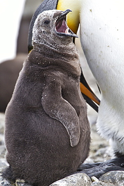 King penguin (Aptenodytes patagonicus) adult and chick at breeding and nesting colony at Salisbury Plains in the Bay of Isles, South Georgia, Southern Ocean.