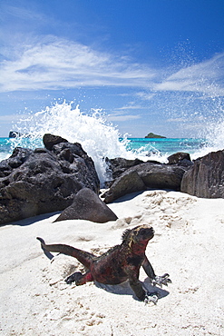 The endemic Galapagos marine iguana (Amblyrhynchus cristatus) in the Galapagos Island Archipelago, Ecuador