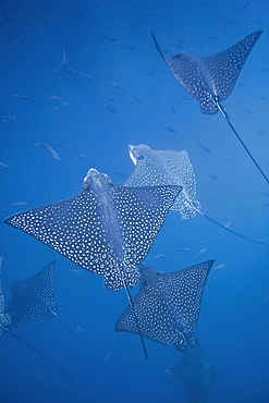 Spotted eagle ray (Aetobatus narinari) underwater at Leon Dormido (Sleeping Lion) Island off San Cristobal Island in the Galapagos Island Archipelago, Ecuador