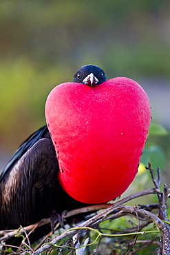 Male Great frigatebird (Fregata minor) in breeding plumage (note the red gular pouch) on Genovesa (Tower) Island,  in the Galapagos Island Archipelago, Ecuador