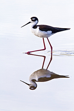 Adult black-necked stilt (Himantopus mexicanus) wading and feeding in a brackish water lagoon at Punta Cormorant on Floreana Island, Galapagos, Ecuador, Pacific Ocean.