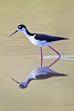 Adult black-necked stilt (Himantopus mexicanus) wading and feeding in a brackish water lagoon at Punta Cormorant on Floreana Island, Galapagos, Ecuador, Pacific Ocean.