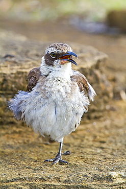 Galapagos mockingbird (Mimus parvulus) in the Galapagos Island Archipelago, Ecuador