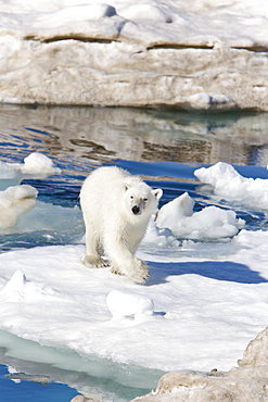 A young polar bear (Ursus maritimus) leaping from ice floe to ice floe on multi-year ice floes in the Barents Sea off the eastern coast of EdgeØya (Edge Island) in the Svalbard Archipelago, Norway.