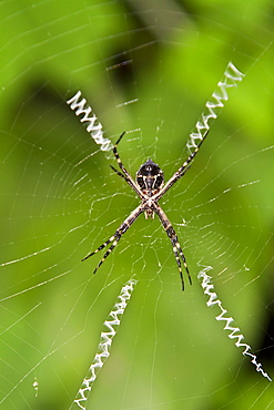 Macro photograph of a spider (Order Araneae) in the Galapagos Island Archipelago, Ecuador.