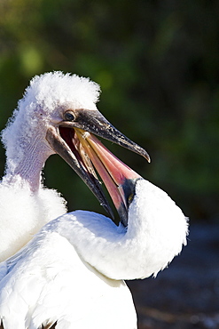 Adult Nazca booby (Sula grantii) feeding downy chick in the Galapagos Island Archipelago, Ecuador