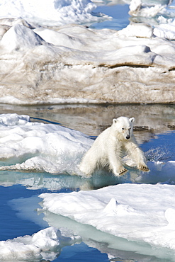 A young polar bear (Ursus maritimus) leaping from ice floe to ice floe on multi-year ice floes in the Barents Sea off the eastern coast of EdgeØya (Edge Island) in the Svalbard Archipelago, Norway.