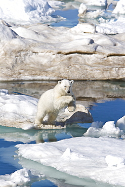 A young polar bear (Ursus maritimus) leaping from ice floe to ice floe on multi-year ice floes in the Barents Sea off the eastern coast of EdgeØya (Edge Island) in the Svalbard Archipelago, Norway.