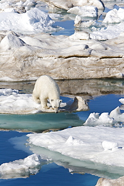 A young polar bear (Ursus maritimus) leaping from ice floe to ice floe on multi-year ice floes in the Barents Sea off the eastern coast of EdgeØya (Edge Island) in the Svalbard Archipelago, Norway.