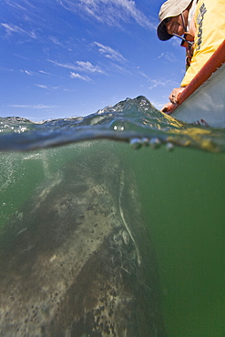 California Gray Whale (Eschrichtius robustus) in San Ignacio Lagoon on the Pacific side of the Baja Peninsula, Baja California Sur, Mexico