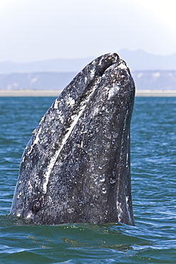 California Gray Whale (Eschrichtius robustus) in San Ignacio Lagoon on the Pacific side of the Baja Peninsula, Baja California Sur, Mexico