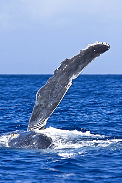 Humpback whale (Megaptera novaeangliae) in the AuAu Channel between the islands of Maui and Lanai, Hawaii, USA