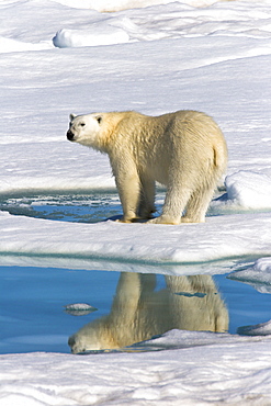 Adult polar bear (Ursus maritimus) reflected in melt water pool on multi-year ice floes in the Barents Sea off the eastern coast of EdgeØya (Edge Island) in the Svalbard Archipelago, Norway.