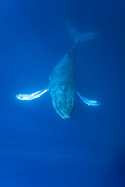 Humpback whale (Megaptera novaeangliae) underwater in the AuAu Channel between the islands of Maui and Lanai, Hawaii, USA