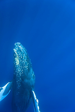 Humpback whale (Megaptera novaeangliae) underwater in the AuAu Channel between the islands of Maui and Lanai, Hawaii, USA