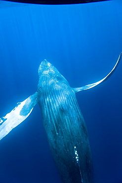 Humpback whale (Megaptera novaeangliae) underwater in the AuAu Channel between the islands of Maui and Lanai, Hawaii, USA