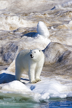 Polar bear (Ursus maritimus) on multi-year ice floes in the Barents Sea off the eastern coast of EdgeØya (Edge Island) in the Svalbard Archipelago, Norway.