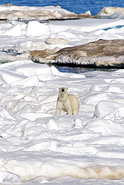 Polar bear (Ursus maritimus) on multi-year ice floes in the Barents Sea off the eastern coast of EdgeØya (Edge Island) in the Svalbard Archipelago, Norway.