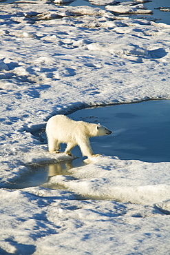 Curious young female polar bear (Ursus maritimus) on multi-year ice floes in the Barents Sea off the eastern coast of EdgeØya (Edge Island) in the Svalbard Archipelago, Norway.