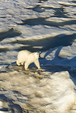 Curious young female polar bear (Ursus maritimus) on multi-year ice floes in the Barents Sea off the eastern coast of EdgeØya (Edge Island) in the Svalbard Archipelago, Norway.